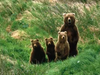 ayi_yuvrulari.webp