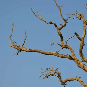 rüyada-ağaç-dalı-görmek.webp