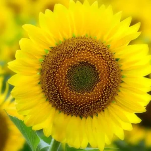 ruyada-aycicegi-gormek-ne-anlama- gelir.webp