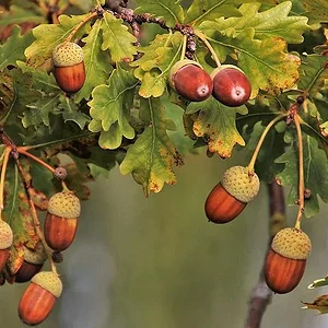 meşe-palamudunun-6-faydası-arguntc.webp