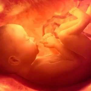 fetus.webp