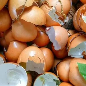 yumurta-kabuğunun-bilinmeyen-6-faydası-arguntc.webp