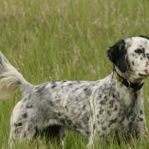 Rüyada Av Köpeği Görmek.webp