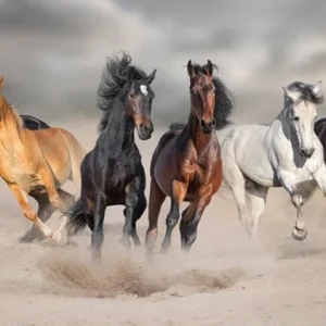 Rüyada Atlar Görmek.webp