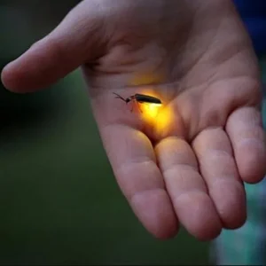 Rüyada Ateş Böceği Görmek.webp