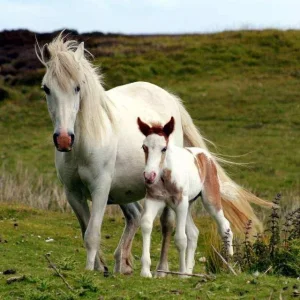 Rüyada At Yavrusu Görmek.webp