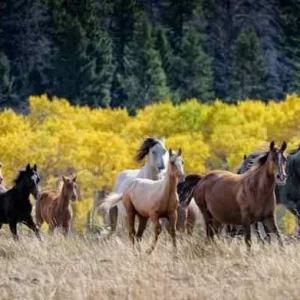 Rüyada At Sürüsü Görmek.webp