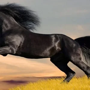 Rüyada At Kuyruğu Görmek.webp