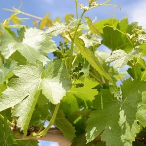 Rüyada Asma Yaprağı Görmek.webp