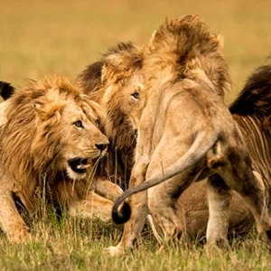 Rüyada Aslanlar Görmek.webp