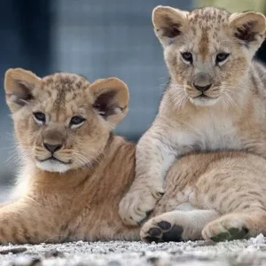 Rüyada Aslan Yavrusu Görmek.webp