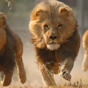 Rüyada Aslan Kovalaması.webp