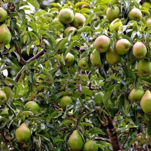 Rüyada Armut Ağacı Görmek.webp