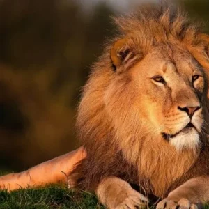 aslan-kocayinca-sican-deligi-gozetir-atasozu.webp