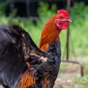 horoz-olur-gozu-coplukte-kalir-atasozunun-anlami.webp