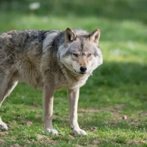 kurt-kocayinca-kopegin-maskarasi-olur-atasozunun-anlami.webp