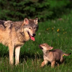 urumesini-bilmeyen-kopek-suruye-kurt-getirir-atasozu.webp