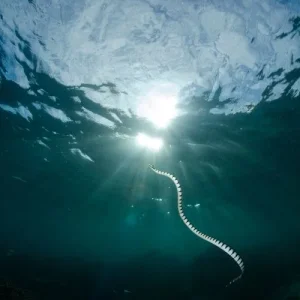 denize-dusen-yilana-sarilir.webp