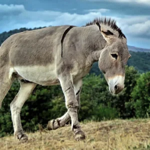 ruyada-esek-gormek-nedir-ruyada-esek-gormek-ne-anlama-gelir-2321.webp