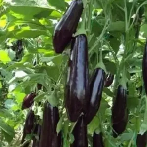 patlıcan-yetiştiricilği-hakkında-arguntc.webp
