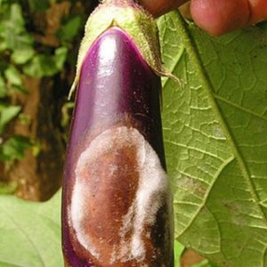 patlıcanda-görülen-hastalıklar-arguntc.jpg