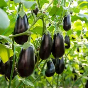 patlicanda-verim-nasıl-artırılır-argunt.webp