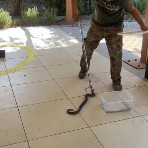 Yılanları kovmak için Kükürt ve mazot işe yarar mı test ettik..!